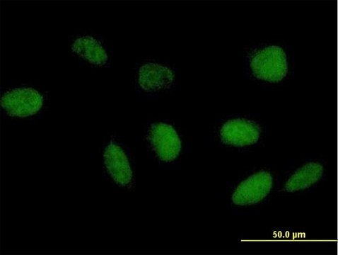Anti-TAF6L antibody produced in mouse purified immunoglobulin, buffered aqueous solution