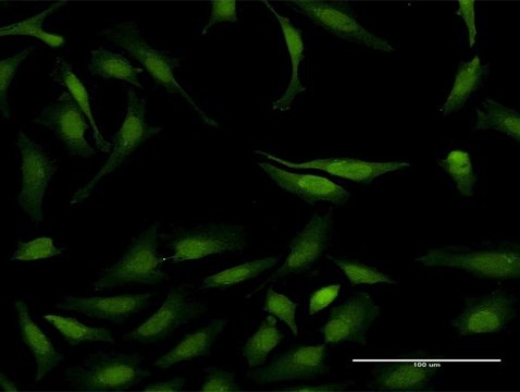 Monoclonal Anti-STAT6 antibody produced in mouse clone 4G7, purified immunoglobulin, buffered aqueous solution