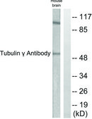 Anti-Tubulin &#947;, C-Terminal antibody produced in rabbit affinity isolated antibody
