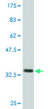 Monoclonal Anti-CFC1 antibody produced in mouse clone 2G4, purified immunoglobulin, buffered aqueous solution