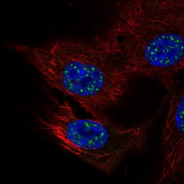 Anti-NFATC4 antibody produced in rabbit Prestige Antibodies&#174; Powered by Atlas Antibodies, affinity isolated antibody