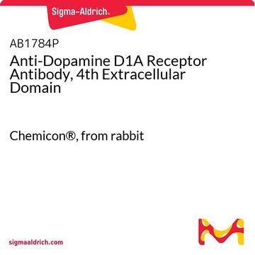 Anti-Dopamine D1A Receptor Antibody, 4th Extracellular Domain Chemicon&#174;, from rabbit