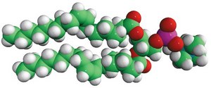 18:1 (&#916;9-Cis) PC (DOPC) Avanti Research&#8482; - A Croda Brand