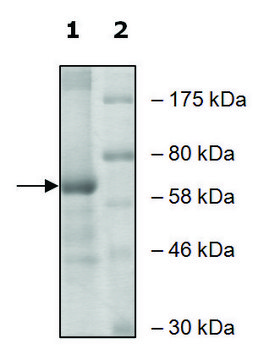 ALOX15 active human recombinant, expressed in baculovirus infected Sf9 cells, &#8805;60% (SDS-PAGE)