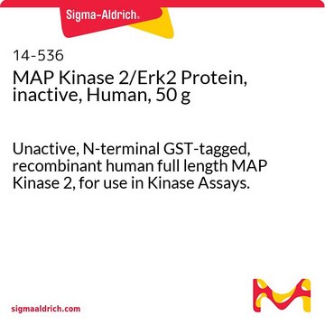 MAP Kinase 2/Erk2 Protein, inactive, Human, 50 g Unactive, N-terminal GST-tagged, recombinant human full length MAP Kinase 2, for use in Kinase Assays.