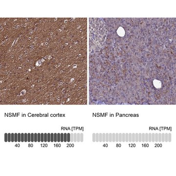 Anti-NSMF antibody produced in rabbit Prestige Antibodies&#174; Powered by Atlas Antibodies, affinity isolated antibody, buffered aqueous glycerol solution