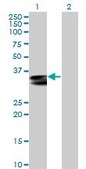 Anti-HLA-DRA antibody produced in mouse purified immunoglobulin, buffered aqueous solution