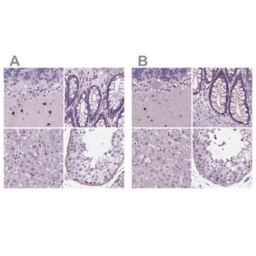 Anti-BHLHE22 antibody produced in rabbit Prestige Antibodies&#174; Powered by Atlas Antibodies, affinity isolated antibody, buffered aqueous glycerol solution
