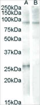 Anti-APOBEC2 (AA 12-26) antibody produced in goat affinity isolated antibody, buffered aqueous solution