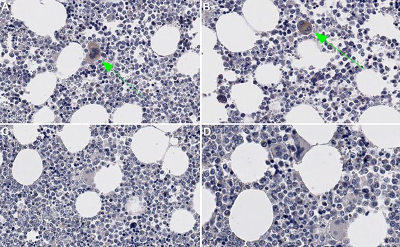 Anti-P-selectin/CD62P Antibody, clone WAPS12.2