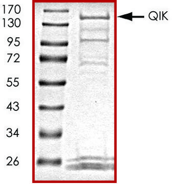 QIK, active, GST tagged human PRECISIO&#174; Kinase, recombinant, expressed in baculovirus infected Sf9 cells, &#8805;70% (SDS-PAGE), buffered aqueous glycerol solution