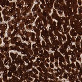 Anti-MBL2 antibody produced in rabbit Prestige Antibodies&#174; Powered by Atlas Antibodies, affinity isolated antibody, buffered aqueous glycerol solution
