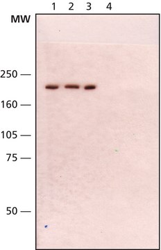 Anti-WRN antibody, Mouse monoclonal clone 195C, purified from hybridoma cell culture