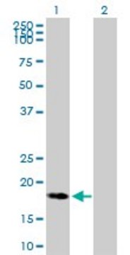 Anti-C9ORF89 antibody produced in mouse purified immunoglobulin, buffered aqueous solution
