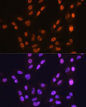 Anti- CTCF antibody produced in rabbit
