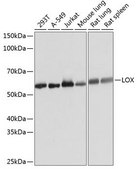 Anti-LOX antibody produced in rabbit
