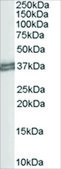 Anti-CD274/PD-L1 antibody produced in goat affinity isolated antibody, buffered aqueous solution