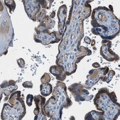 Anti-BMP1 antibody produced in rabbit Prestige Antibodies&#174; Powered by Atlas Antibodies, affinity isolated antibody, buffered aqueous glycerol solution