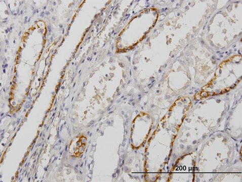 Monoclonal Anti-PALM antibody produced in mouse clone 7C5, purified immunoglobulin, buffered aqueous solution