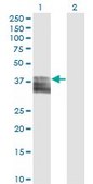Monoclonal Anti-PTGIR, (C-terminal) antibody produced in mouse clone 2A7, purified immunoglobulin, buffered aqueous solution