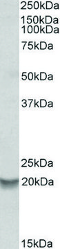 Anti-BCL2A1 antibody produced in goat affinity isolated antibody, buffered aqueous solution