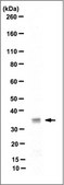 Anti-26S proteasome regulatory subunit RPN11, clone 7C7.1 Antibody clone 7C7.1, from mouse