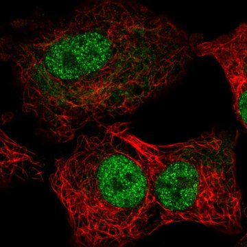 Anti-TEAD1 antibody produced in rabbit Prestige Antibodies&#174; Powered by Atlas Antibodies, affinity isolated antibody