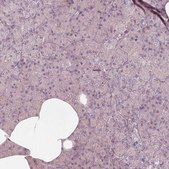 Anti-KCNJ9 antibody produced in rabbit Prestige Antibodies&#174; Powered by Atlas Antibodies, affinity isolated antibody