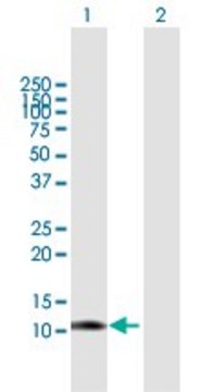 Anti-LGALS1 antibody produced in mouse purified immunoglobulin, buffered aqueous solution