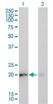 Monoclonal Anti-KRAS antibody produced in mouse clone 4F3, purified immunoglobulin, buffered aqueous solution