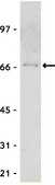 Anti-Myc Tag Antibody Upstate&#174;, from rabbit