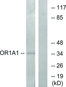 Anti-OR1A1 antibody produced in rabbit affinity isolated antibody