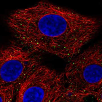 Anti-ANKFY1 antibody produced in rabbit Prestige Antibodies&#174; Powered by Atlas Antibodies, affinity isolated antibody