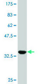 Monoclonal Anti-TCF2 antibody produced in mouse clone 3E11, purified immunoglobulin, buffered aqueous solution