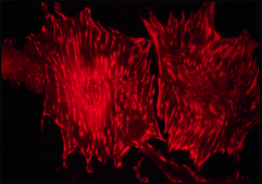 Monoclonal Anti-Talin antibody produced in mouse clone 8d4, ascites fluid