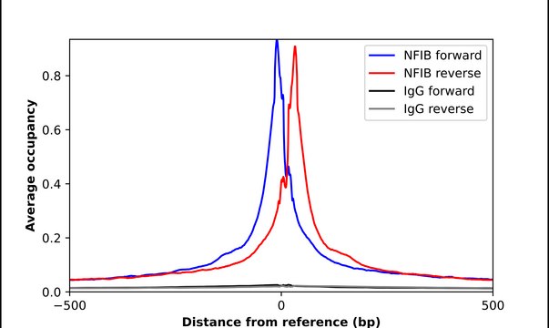 Anti-NFIB antibody produced in rabbit Prestige Antibodies&#174; Powered by Atlas Antibodies, affinity isolated antibody, buffered aqueous glycerol solution