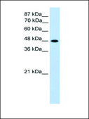 Anti-TFAP2C antibody produced in rabbit IgG fraction of antiserum