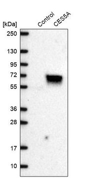 Anti-CES5A antibody produced in rabbit Prestige Antibodies&#174; Powered by Atlas Antibodies, affinity isolated antibody, buffered aqueous glycerol solution