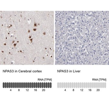 Anti-NPAS3 antibody produced in rabbit Prestige Antibodies&#174; Powered by Atlas Antibodies, affinity isolated antibody, buffered aqueous glycerol solution