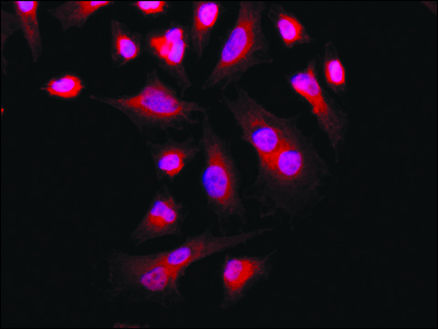 Anti-PKM2 (C-terminal) antibody produced in rabbit ~1.5&#160;mg/mL, affinity isolated antibody