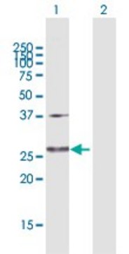 Anti-GLUD2 antibody produced in rabbit purified immunoglobulin, buffered aqueous solution