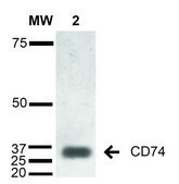 Monoclonal Anti-CD74-R-Phycoerythrin antibody produced in mouse clone 1B8