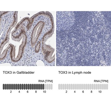 Anti-TOX3 antibody produced in rabbit Prestige Antibodies&#174; Powered by Atlas Antibodies, affinity isolated antibody, buffered aqueous glycerol solution