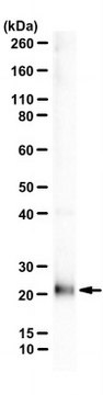 Anti-IL-1&#945; Antibody, clone ALF-161