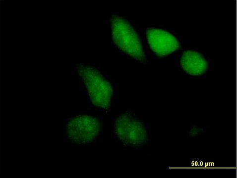 Anti-MBD1 antibody produced in mouse purified immunoglobulin, buffered aqueous solution