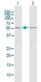 Anti-MLKL antibody produced in mouse purified immunoglobulin, buffered aqueous solution