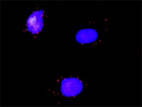 ANTI-RARA antibody produced in mouse clone 1C10, purified immunoglobulin, buffered aqueous solution