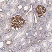 Anti-TJP1 antibody produced in rabbit Ab1, Prestige Antibodies&#174; Powered by Atlas Antibodies, affinity isolated antibody, buffered aqueous glycerol solution