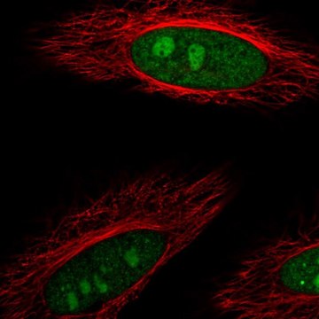 Anti-DDX23 antibody produced in rabbit Prestige Antibodies&#174; Powered by Atlas Antibodies, affinity isolated antibody