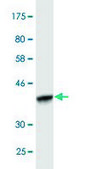 Monoclonal Anti-STC1, (C-terminal) antibody produced in mouse clone 1A3, purified immunoglobulin, buffered aqueous solution
